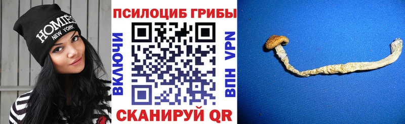 кракен маркетплейс  Боготол  Галлюциногенные грибы Magic Shrooms 